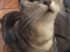 -吉丁鸟咖·异宠·寄养