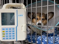-四月宠物医院·猫专科·心脏专科·内科(转塘店)