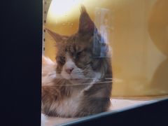-瞄一喵猫咖(格力海岸店)