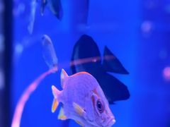 -上和臻品中国菜(花园街店)