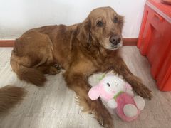 -瑞派福兴宠物医院犬猫全科·骨科·中西医结合(河东店)