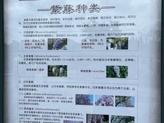 -嘉定紫藤园