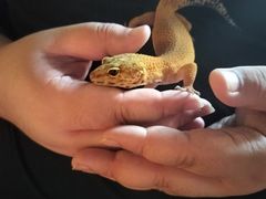 -抱暴龙爬宠·异宠·撸宠撸爬主题馆(大学路店)