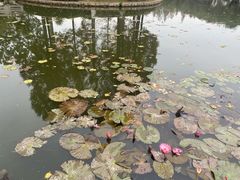 -河泥荡文化公园