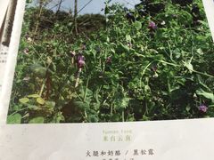 -半山腰·云南菜(侨福芳草地店)