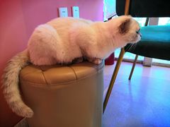 -藏猫猫咖啡主题馆(中央大道店)