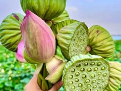-七的湖·晚芳亭·阳澄湖农家菜·大闸蟹(莲花岛店)