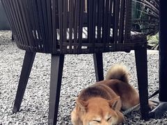 -云里小坐·小院里·团建·宴请·下午茶(三圣乡店)