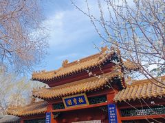 -桃花堤公园
