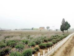 -曲江薰衣草庄园