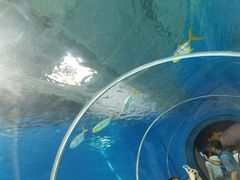 -北戴河圣蓝海洋公园