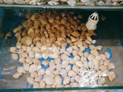 -雅逸居海鲜小厨