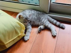 -瑞派福兴宠物医院犬猫全科·骨科·中西医结合(河东店)