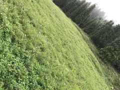 -武陵山森林公园
