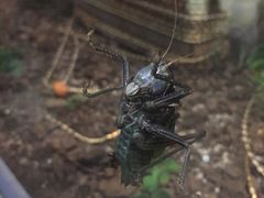 -上海昆虫博物馆