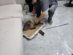 -米娜造型