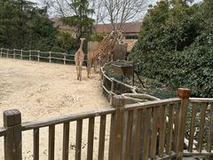 -上海野生动物园
