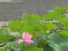 -香山公园