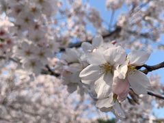 -武汉大学-樱园