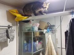 -宠爱国际动物医院·消化内科·心肾内科·ISFM猫友好(望京店)