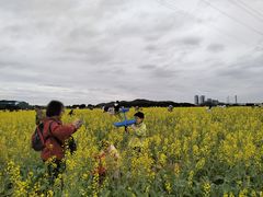 -长洲岛