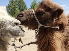 -库伦旗银沙湾旅游景区