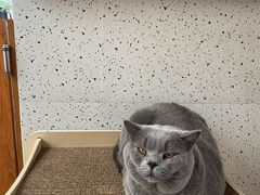 -有猫主题·治愈系猫咖(曾厝垵店)