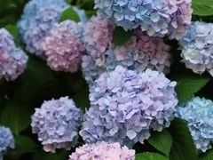 -苏州香格里拉大酒店