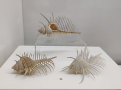 -贝壳王国博物馆