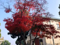 -上海市保健医疗中心(华东疗养院)
