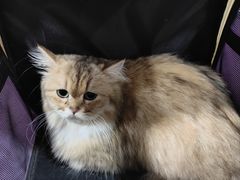 -瑞派动物医院·绝育·犬猫全科·预防医学(光景江南中店)