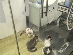 -废柴猫概念馆·桌游电玩卡牌(人广世茂店)