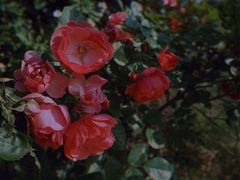 -武汉紫薇都市田园