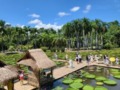 -中国科学院西双版纳热带植物园