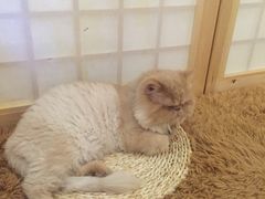 -小时光咖啡馆(开森度假森林店)