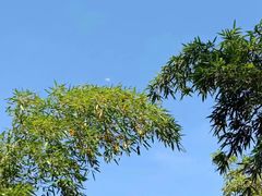 -杭州植物园