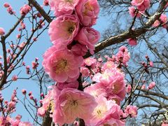 -梅花山(明孝陵内)