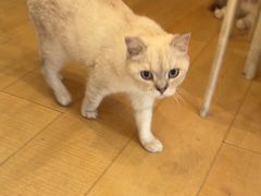 -Let's go狗咖·猫咖·奶狗·桌游(春熙路IFS店)