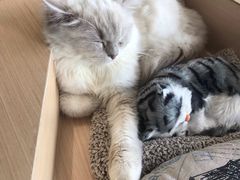-瞄一喵猫咖(格力海岸店)
