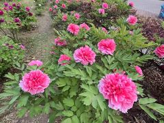 -洛阳市隋唐城遗址植物园