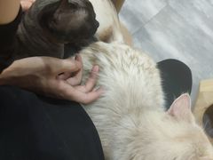 -楼上猫咖(罗湖店)