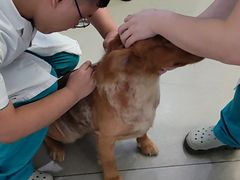 -贝利宠物医院·骨科·眼科·肿瘤转诊中心(南坪诊疗中心)