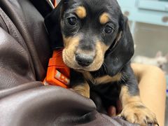 -萌宠之家·腊肠犬·马尔泰·小体犬舍