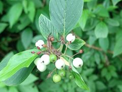 -黑龙江省森林植物园