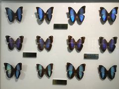 -上海昆虫博物馆