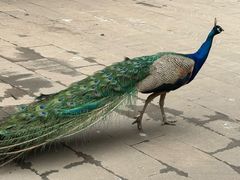 -中国大熊猫保护研究中心雅安碧峰峡基地