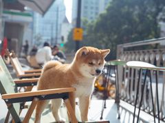 -逗柴咖啡屋·狗咖猫咖宠物桌游