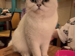-猫小院猫主题咖啡厅(北锣店)