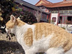 -高旻寺