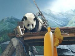 -武汉动物园
